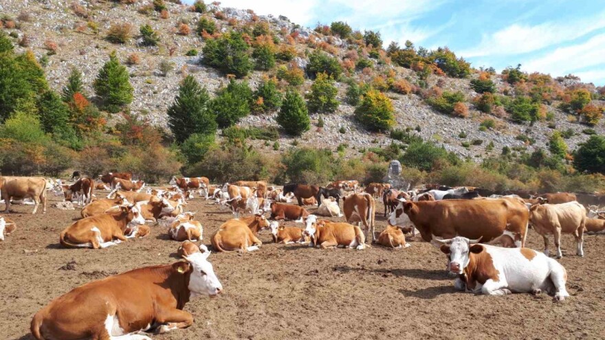 U zadnji čas stigle cisterne do žednih krava i konja na Suvoj planini