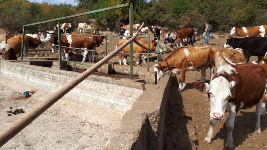 Stiže voda za stoku na Suvoj planini?