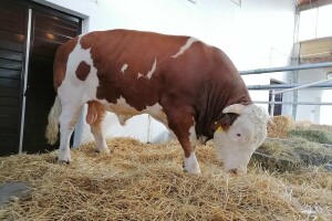 Najteži bik na Sajmu Miško ima 1.980 kilograma