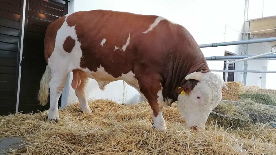Najteži bik na Sajmu Miško ima 1.980 kilograma
