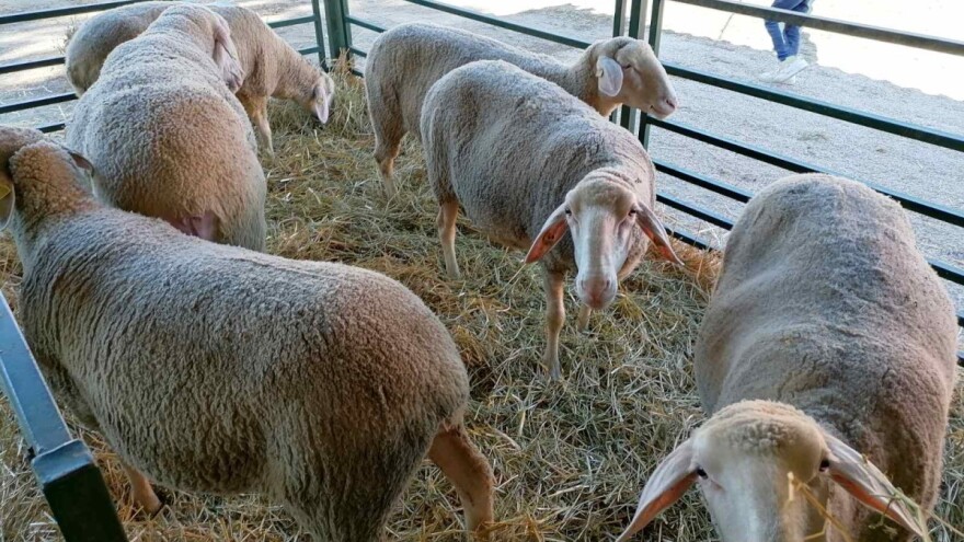 Dodeljene nagrade najboljim stočarima na Međunarodnom sajmu poljoprivrede