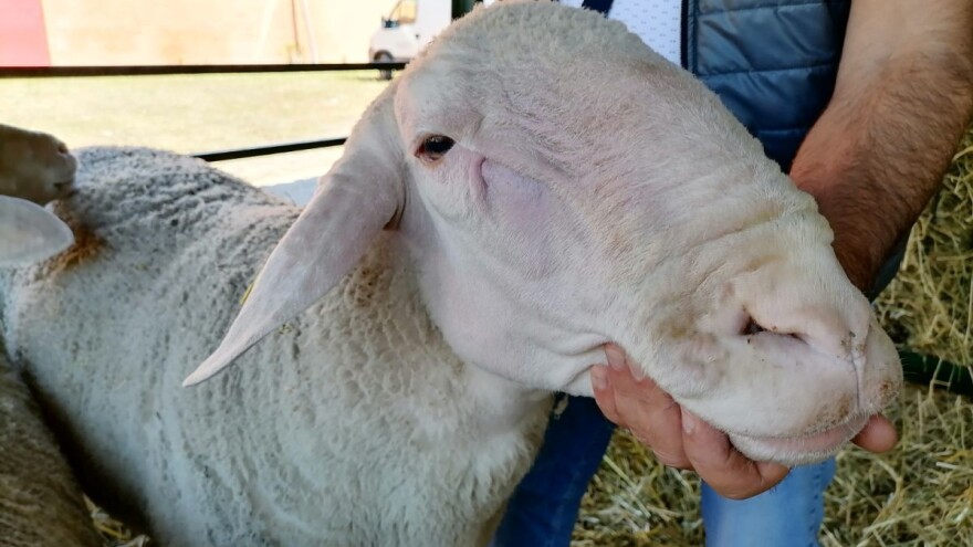 Najteži ovan na Sajmu Mića ima 186 kilograma