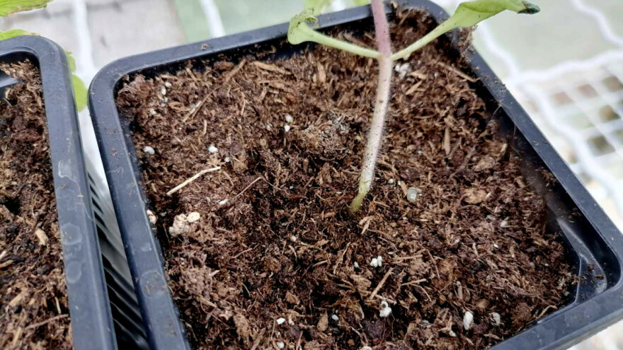 Crna noga: Kako sprečiti propadanje rasada povrća i cveća?