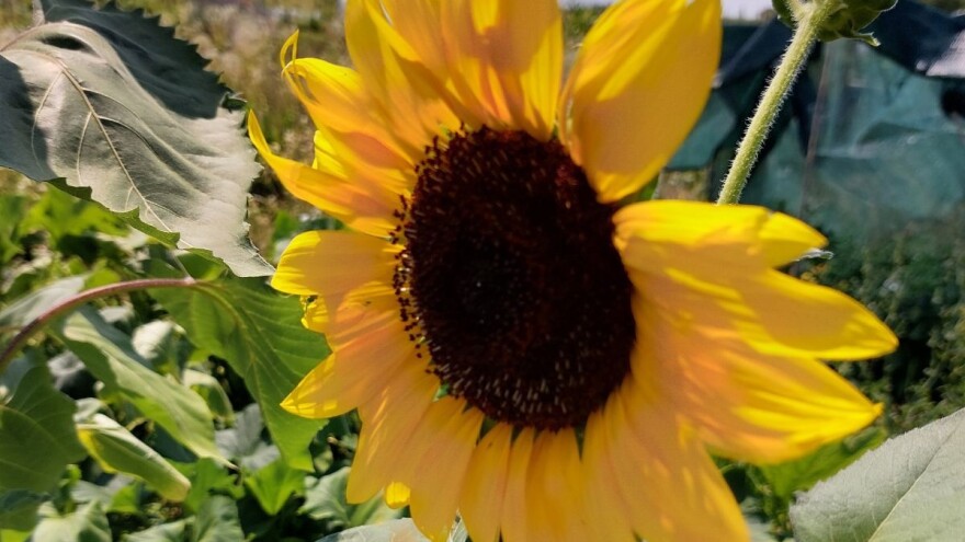 Ove sedmice temperature  će ići iznad 38°C: Kada i gdje?