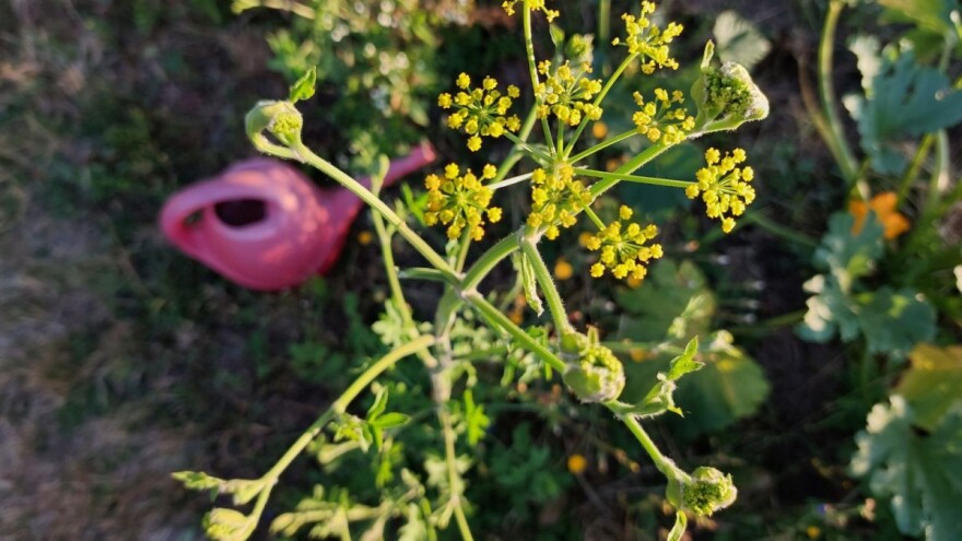 Oprez s pastrnjakom: U kombinaciji sa Suncem može izazvati opekline