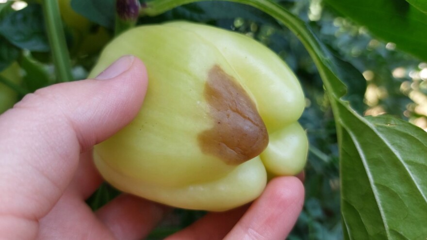 Kako spriječiti vršnu trulež plodova paprike i paradajza?