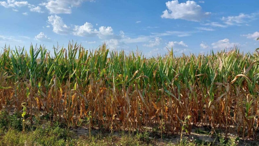 Čeka nas najslabija berba kukuruza od 2007. godine?