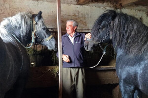 Mato Ćurić konjima se bavi 67 godina: Pješice ih je iz Bosne vodio u Hrvatsku