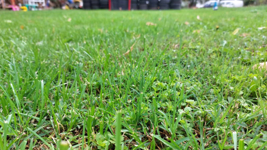 "Total" na ukrasnom travnjaku - kako se riješiti korova?