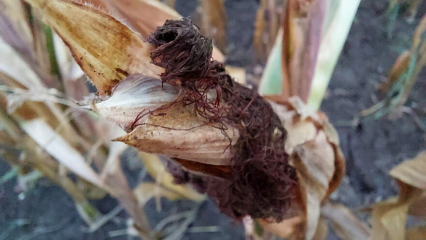 Isplati li se trošiti gorivo za berbu lošeg kukuruza?