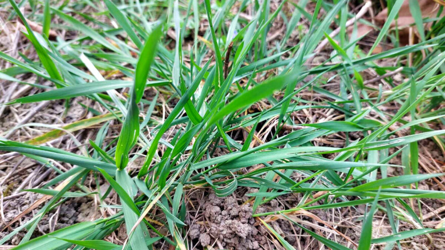 Pirevina se koristi u narodnoj medicini? Evo pet primera