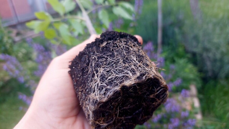 Što je potrebno za kompletan i kvalitetan uzgoj plodovitog povrća?