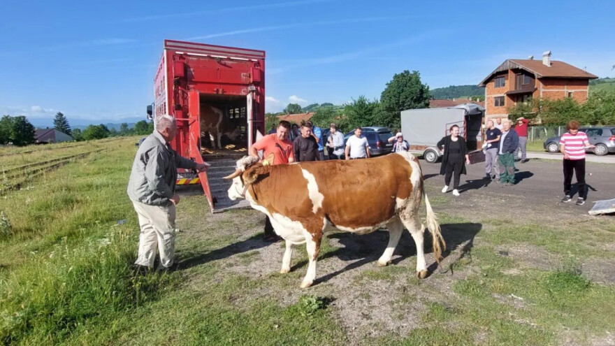 Ima li većeg veselja: Stigle steone junice na mala gazdinstva u Brezi