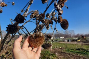 Stabljike suncokreta sadrže kalij - evo pet načina kako ih iskoristiti