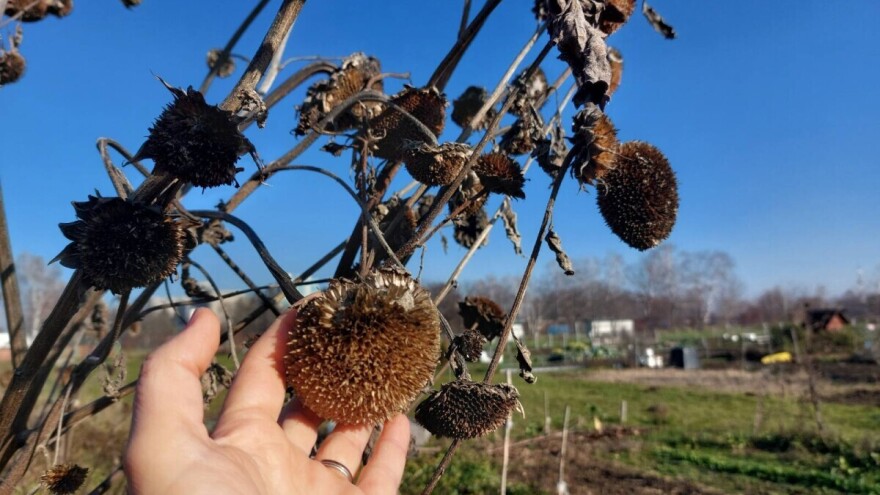 Stabljike suncokreta sadrže kalijum - evo pet načina kako ih iskoristiti
