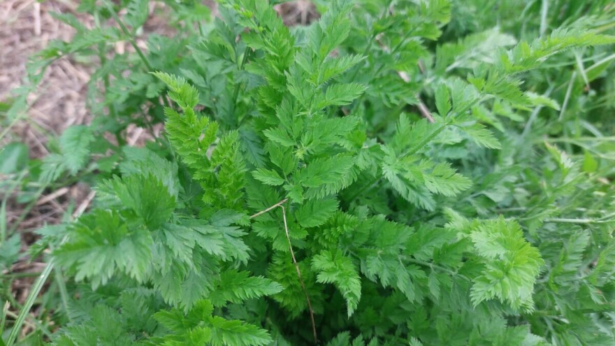 Pet razloga zašto bi trebalo da uzgajate divlju šargarepu u svojoj bašti