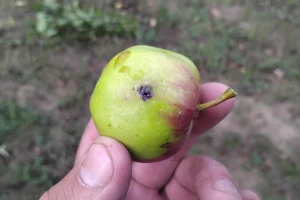 Kako na vreme prepoznati pojavu jabukinog smotavca?