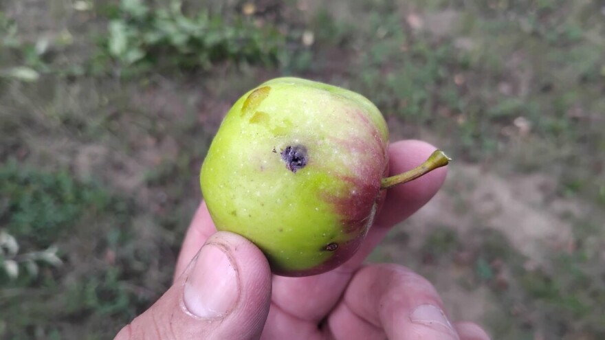 Kako na vreme prepoznati pojavu jabukinog smotavca?