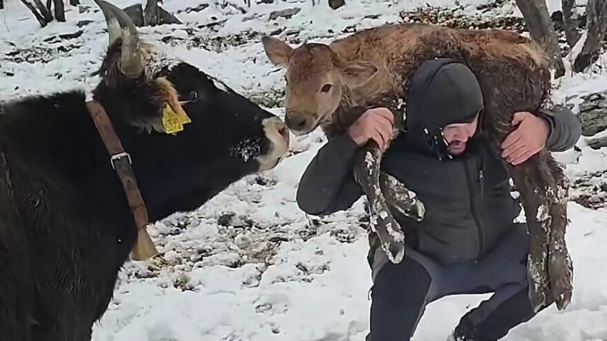 Telenje na snegu i prevoz teleta "Rale transom"