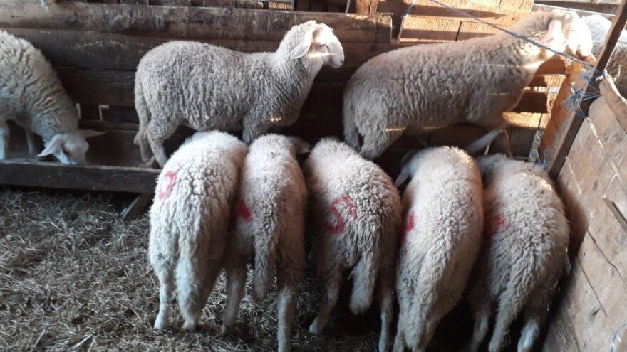 Branko Sudar: Gledam u nebo, kud ću s janjcima?