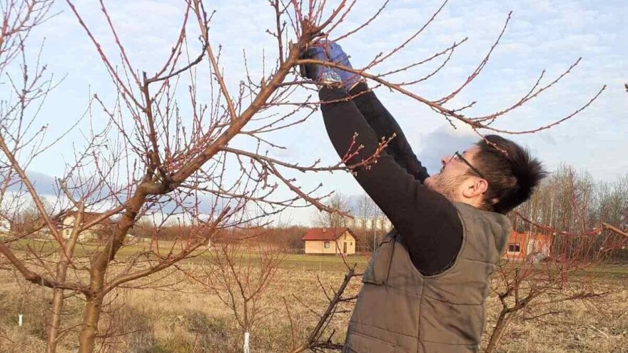 Rezidba voćaka: "Stablo mora biti prozračno, da ptica može da proleti kroz njega"