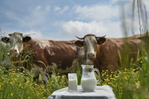 Kravljem mlijeku ne može parirati biljno - evo i zašto