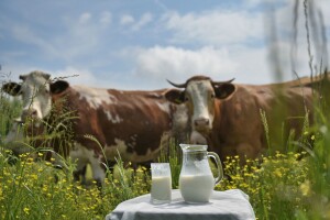 Kravljem mlijeku ne može parirati biljno - evo i zašto?