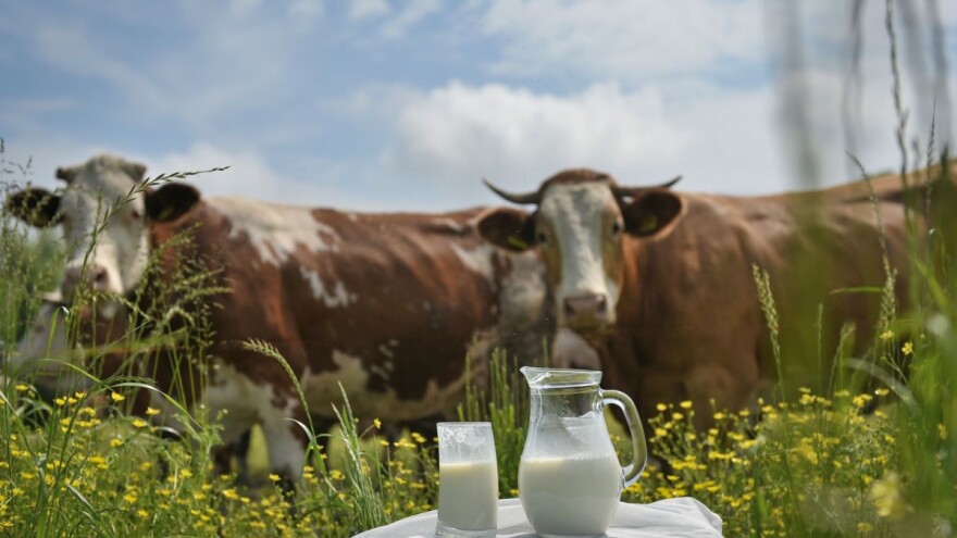 Kravljem mlijeku ne može parirati biljno - evo i zašto?