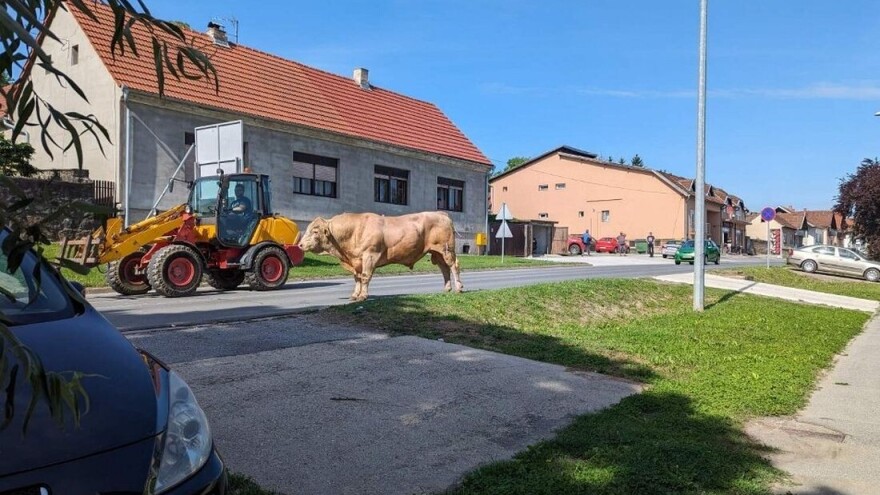 Odbjegli bik Mili napravio pomutnju, vozače upozoravali: "Pripazite, gromada na cesti"