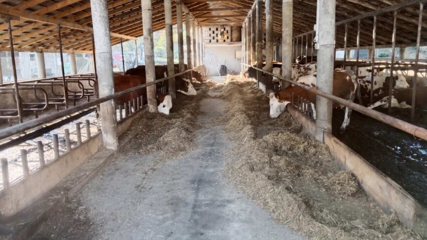 Uzgojno-selekcijski rad u proizvodnji mlijeka: Ko kaže da ne može u BiH?