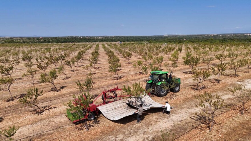 Evo kako se obavlja berba badema kod najvećeg hrvatskog proizvođača