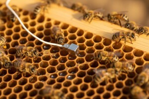 Vibracijama do provere stanja u košnici!