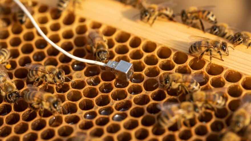 Vibracijama do provere stanja u košnici!