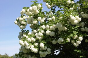 Najljepše cvjetne ograde sa Viburnum vrstama