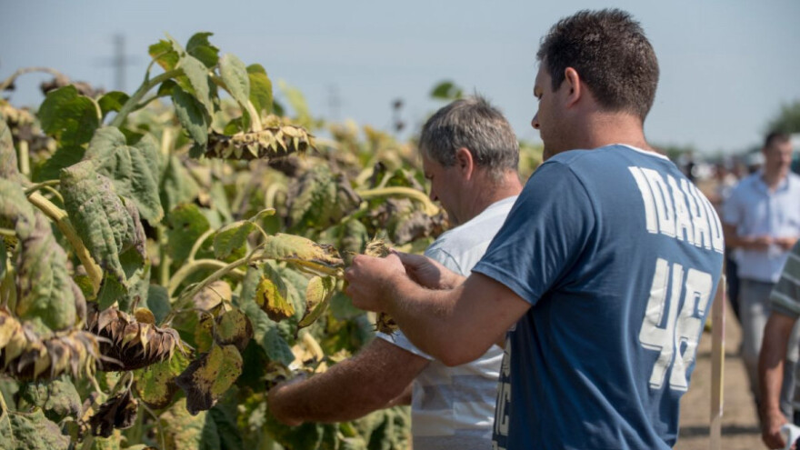 Dan polja suncokreta u Banatskom Novom Selu