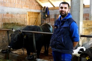 Goveda im omogućila lijep život: Lani proizveli 3,5 tone sira, a bikovi sve sami šampioni