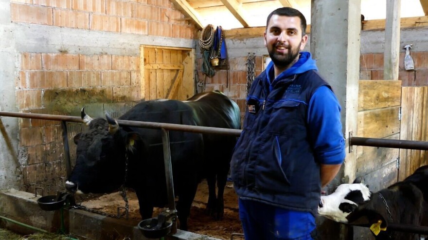 Goveda im omogućila lijep život: Lani proizveli 3,5 tone sira, a bikovi sve sami šampioni
