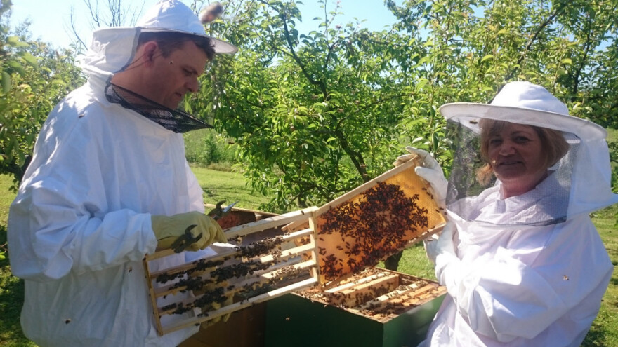 Proizvode "pčelinje mlijeko" eliksir života
