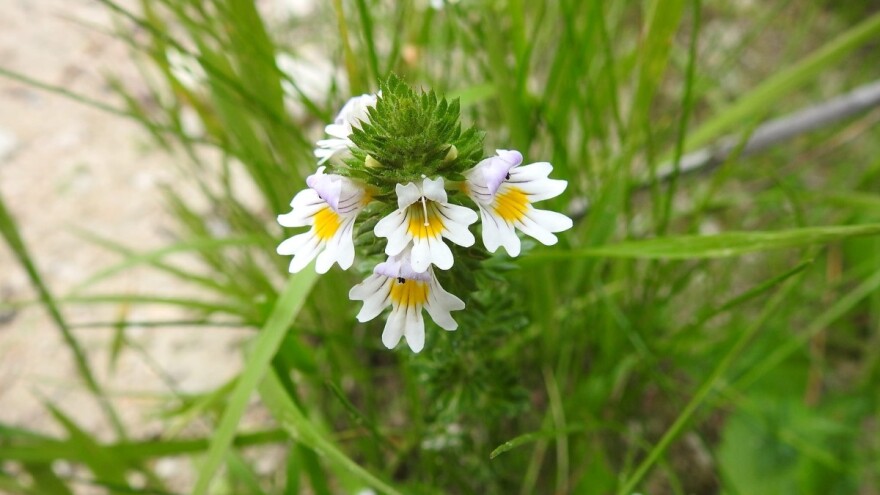 Vidova trava ili očanica - ljekovita proročica