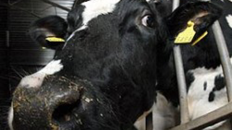 Više vode za još više mlijeka