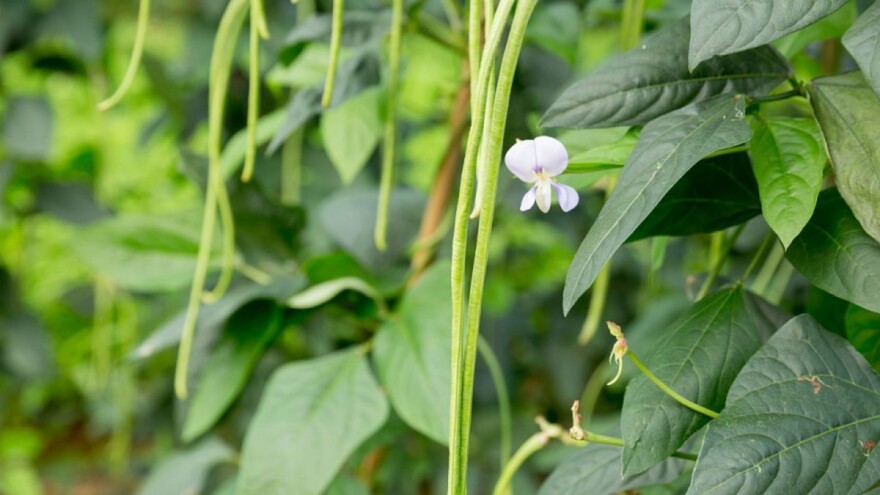 Uzgojite vignu - mahunarku visokog prinosa koja dobro podnosi sjenu