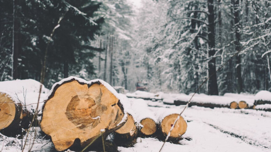 Prehrambena i drvna industrija u porastu