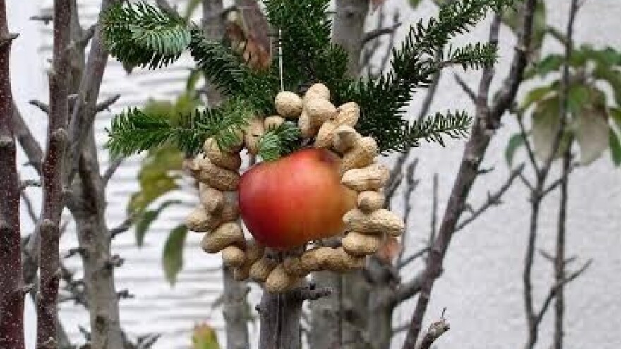 Ne zaboravite zimi na ptice