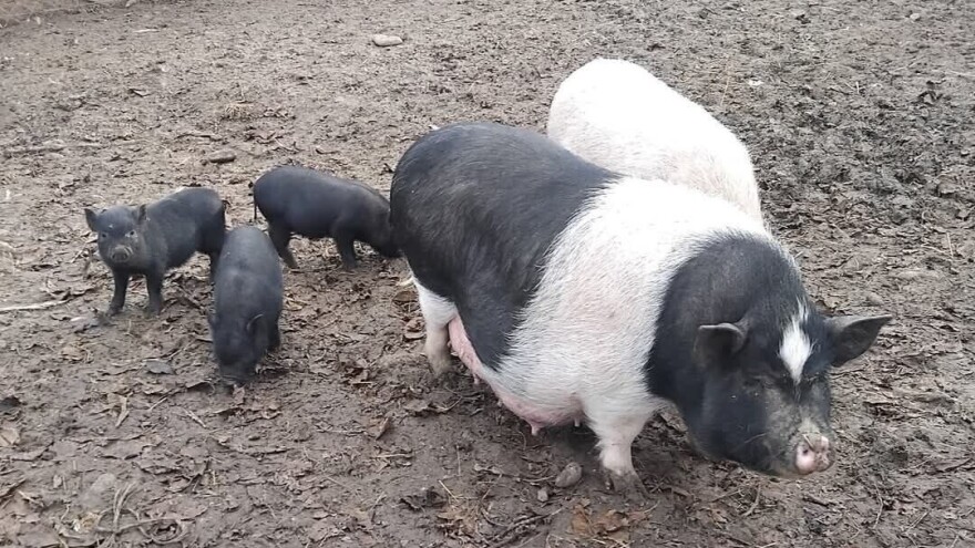 Vijetnamske svinje otporne i podobne za uzgoj, posebno ko ima velike njive