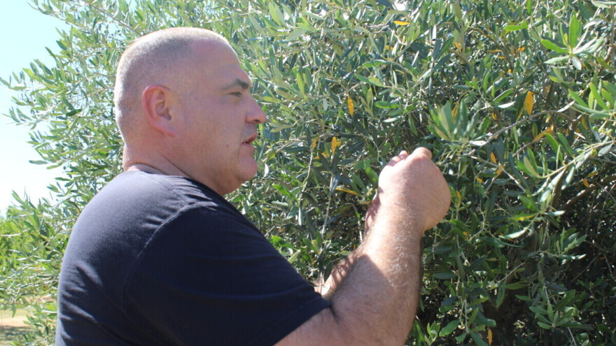 Došli u marelice, završili u masliniku - usred Slavonije!