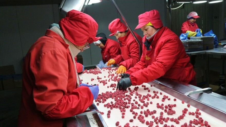Malinari nisu naplatili prošlogodišnji rod, i poticaji poražavajući