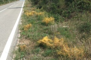 Vilina kosica stvara brojne probleme