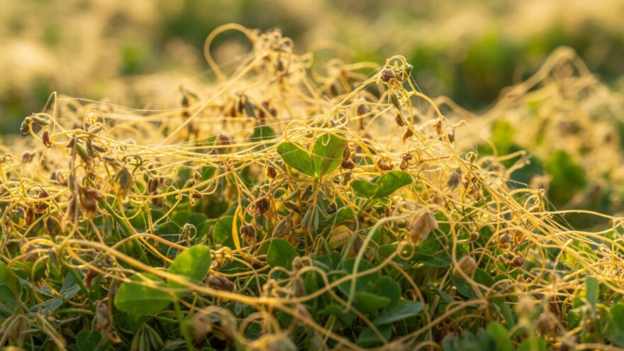 Vilina kosica je opasan parazit mnogih biljaka