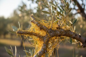 Vilina kosica stvara brojne probleme