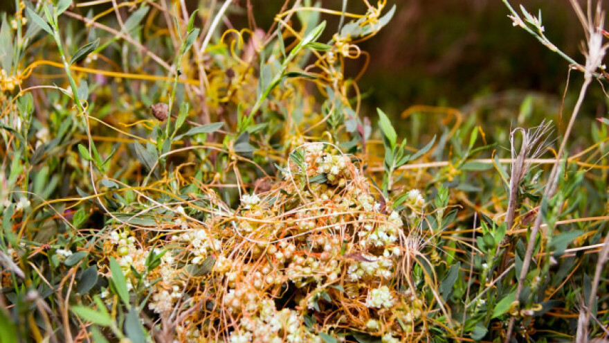 Vilina kosica - opasan parazit mnogih biljaka